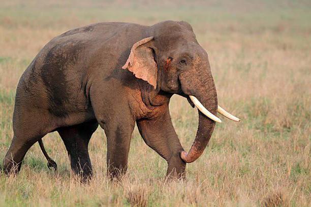 slon africký a indický slon