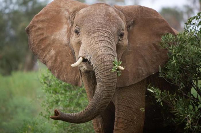 indický a africký slon