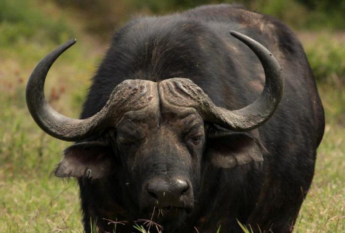 Bufalo africano nero