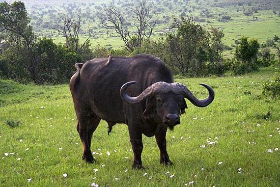 Bufali africani