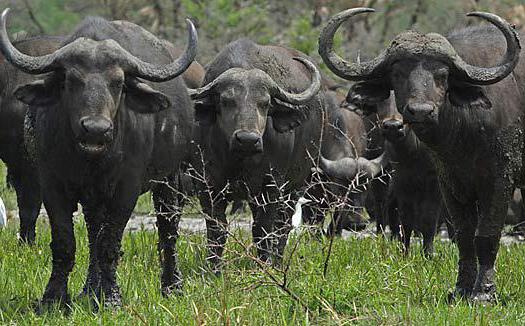 kolik váží africký buvol