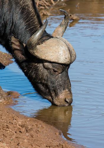 Bufalo africano grande animale