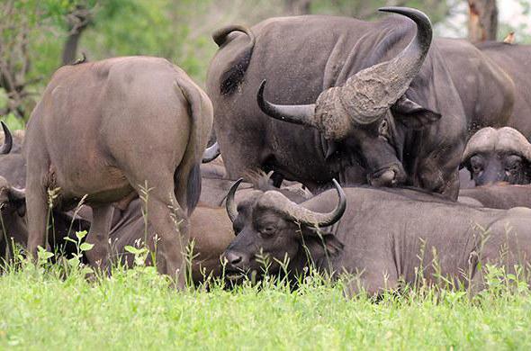 descrizione delle specie di bufali africani