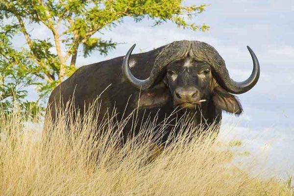 Bufalo africano fatti interessanti