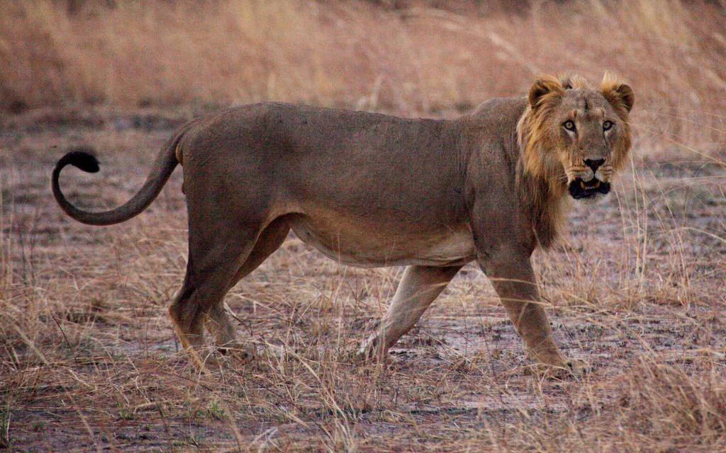 Senegalský lev