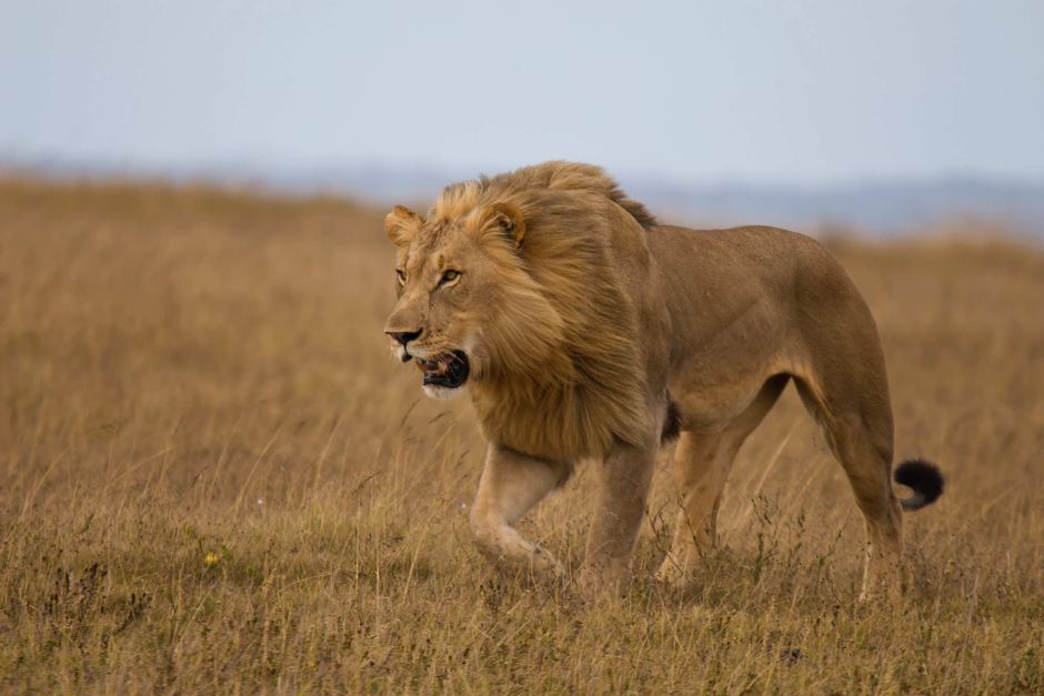 Masajski lew