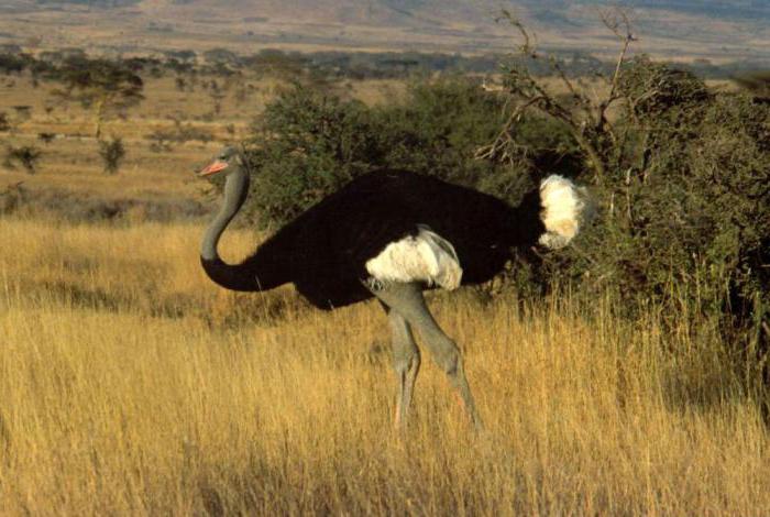 popis afrického pštrosa