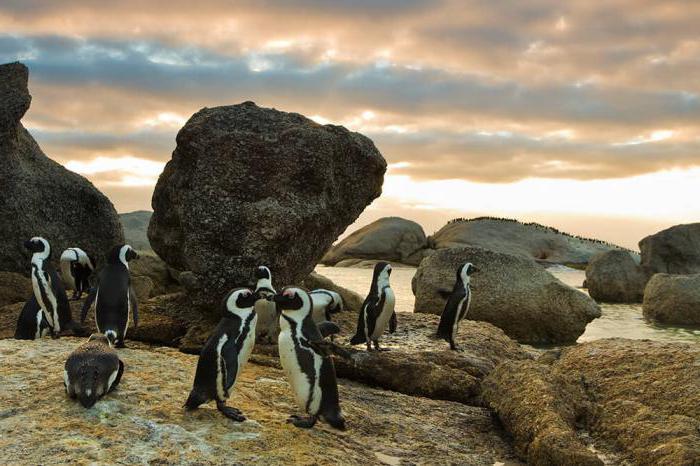 africké tučňáky