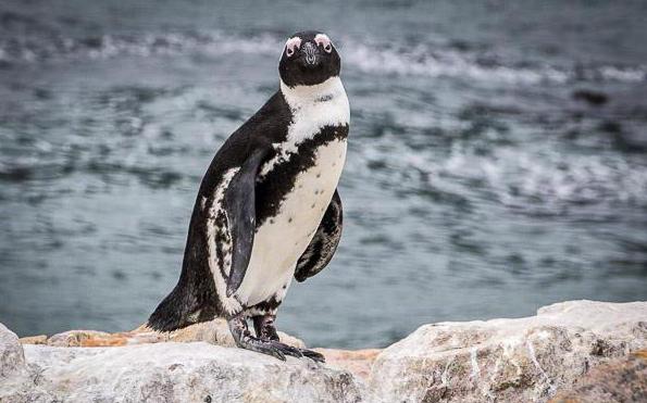 naočigledni pingvin