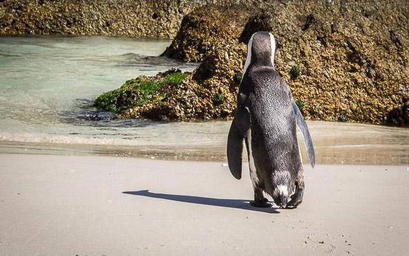 пингвин с огледален цвят, където обитава