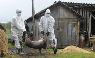 Африканска чума по свинете при хора