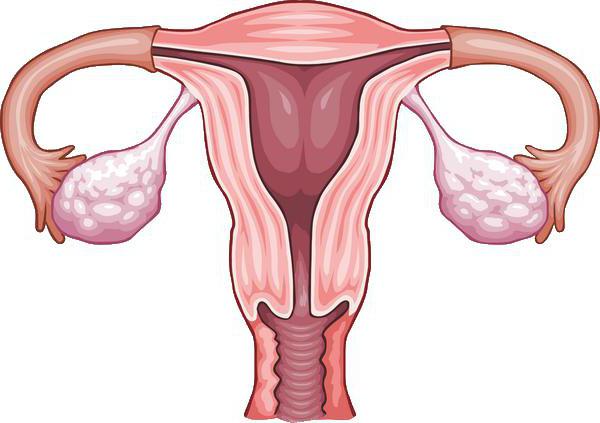 první menstruace po potratu