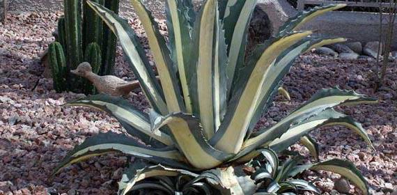 agave american yellow back skrb