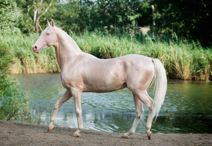 Akhal-Teke konjska pasmina fotografija