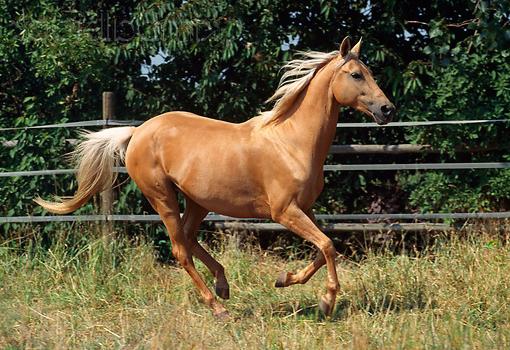 Карактеристика пасмине коња Акхал-Теке