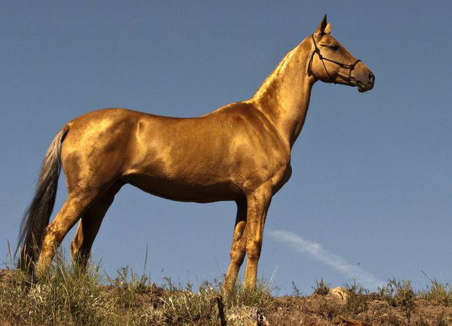 Konj Akhal-Teke