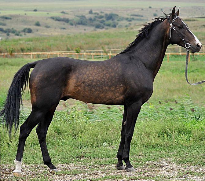 Čistokrven Akal-Teke konj