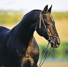 nejkrásnější kůň na světě