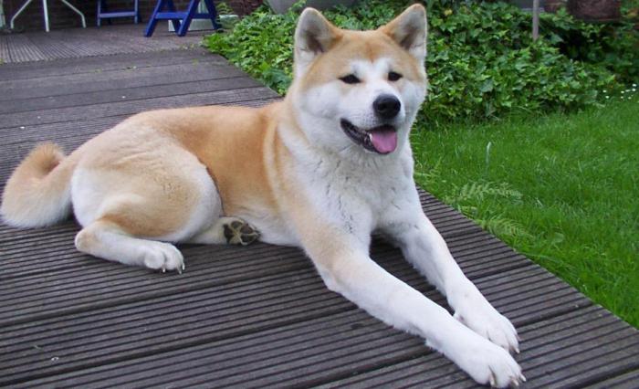 Снимка на куче порода Акита
