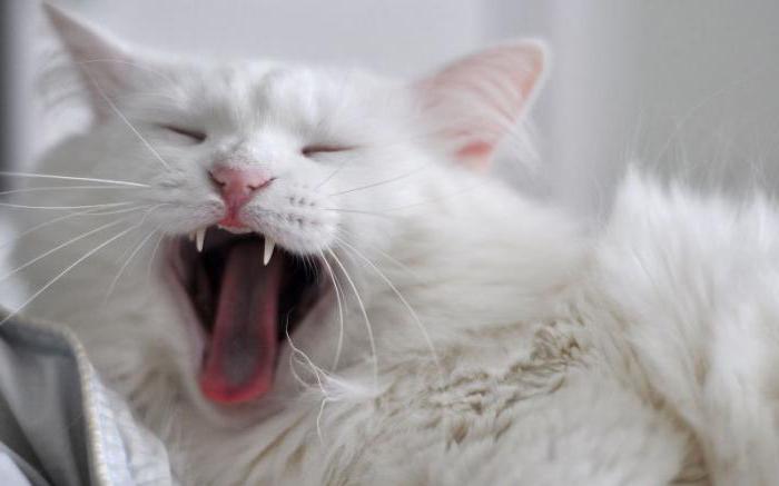 albino mačka