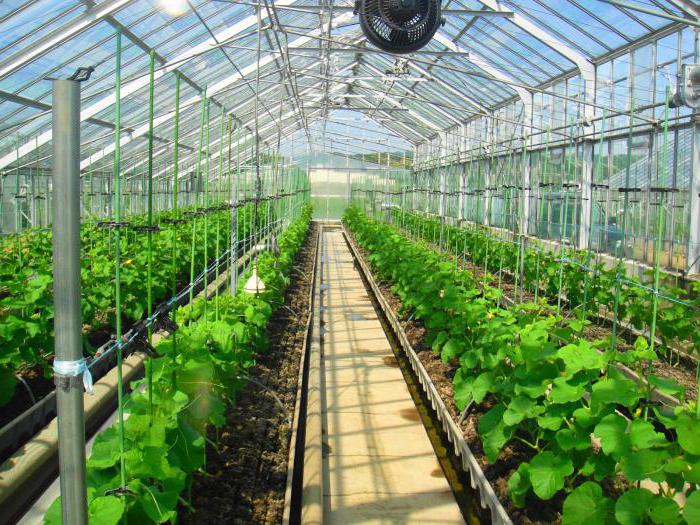 péče o melouny v polykarbonátovém skleníku
