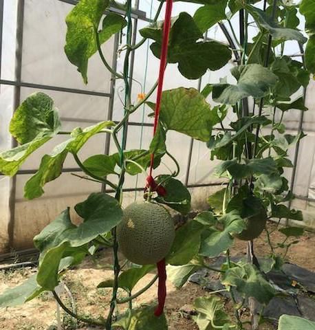 jak vázat meloun v polykarbonátovém skleníku