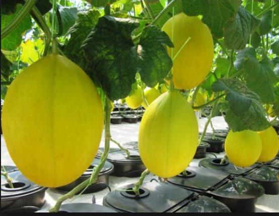 zasazování melounů ve skleníku