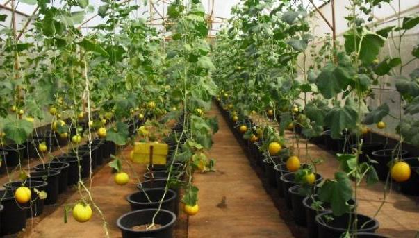 vytváření melounu ve skleníku