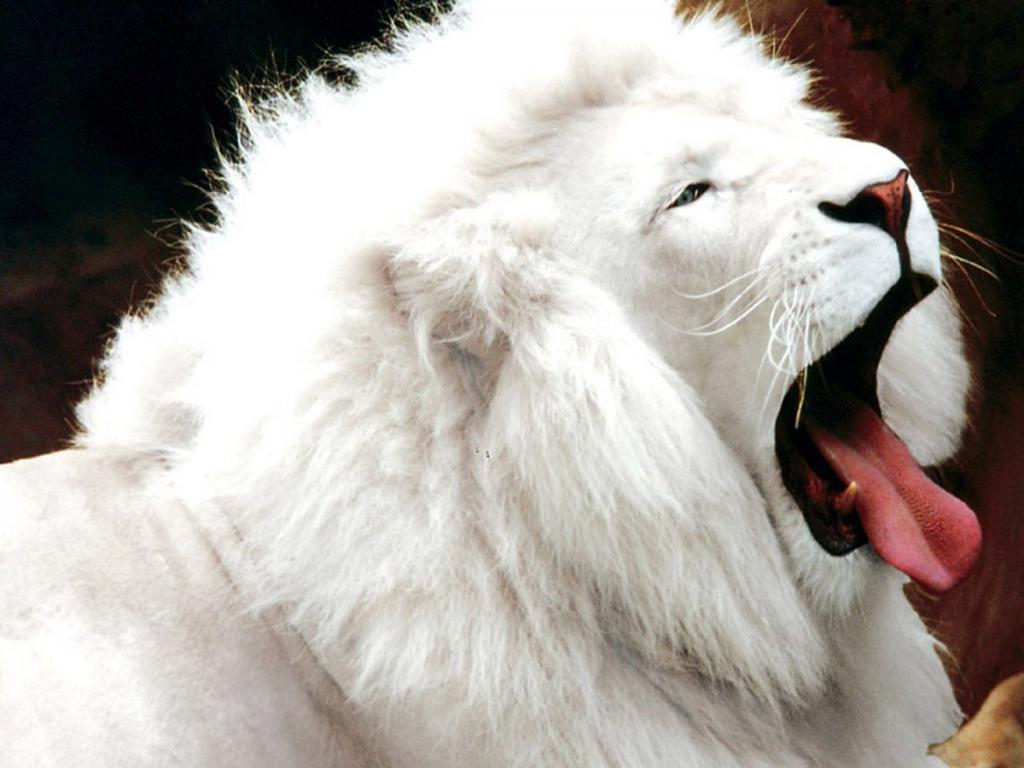 Lav lav