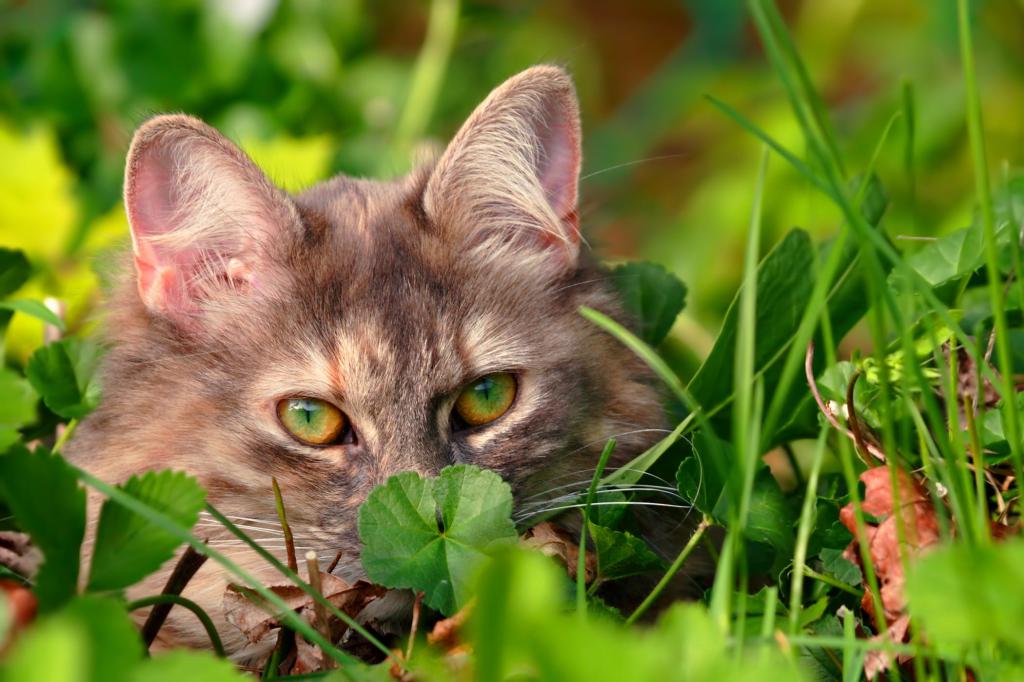 Mačka na travniku