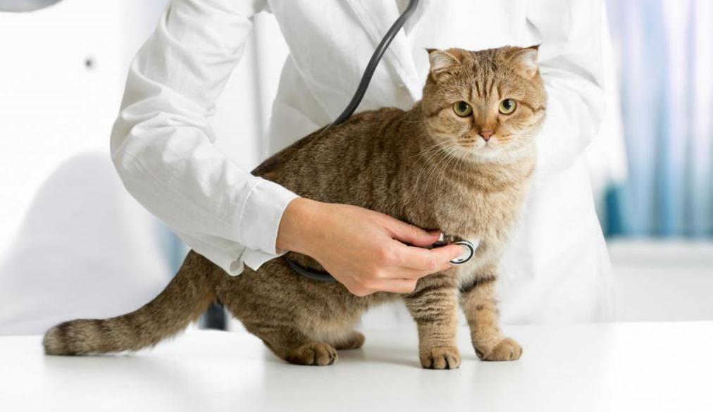 Mačka v veterinarski ambulanti