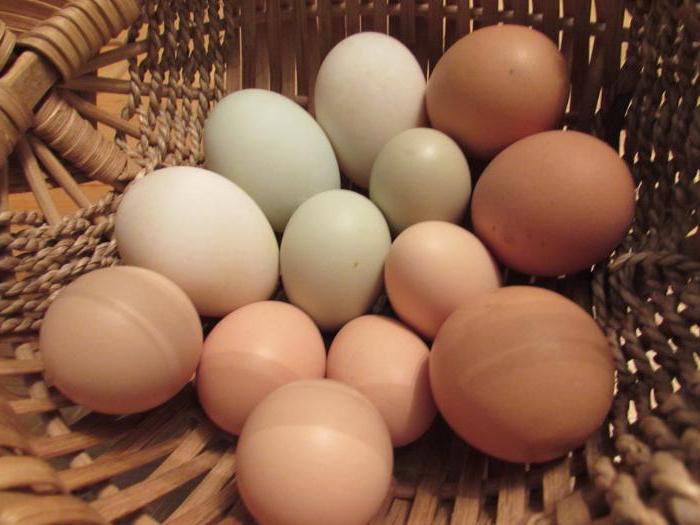 alergija na piščančje jajce