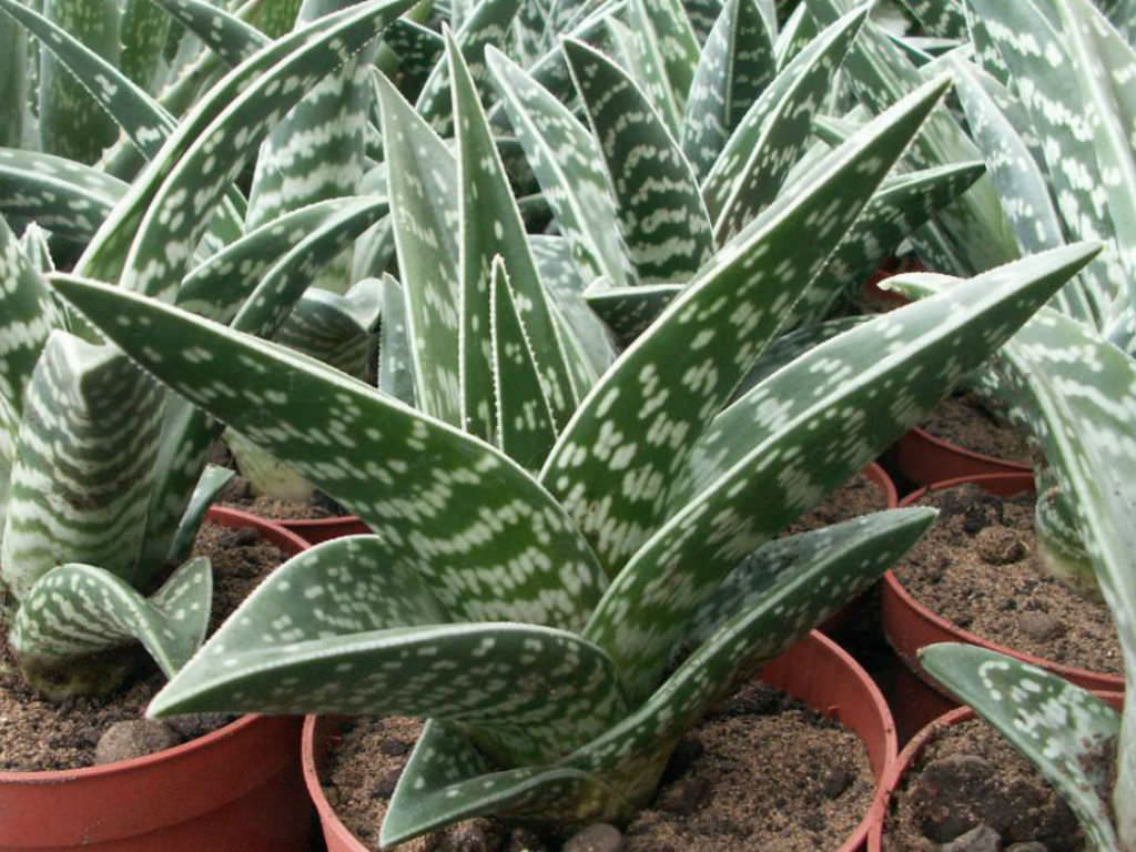 Kryty aloes