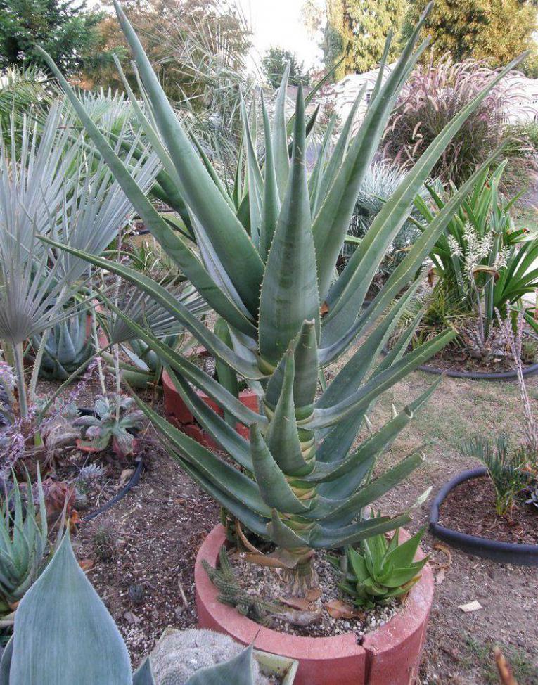 Aloe rostlinné druhy