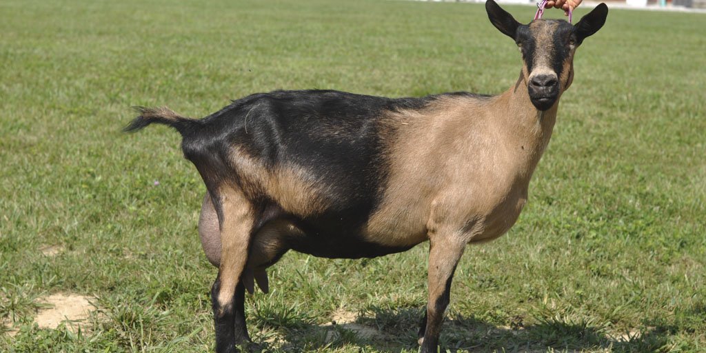 Алпска пасмина коза