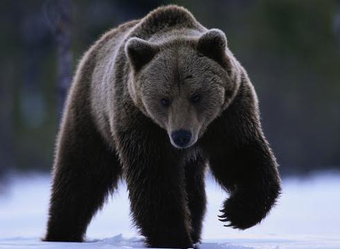 Niedźwiedź gór Ałtaju