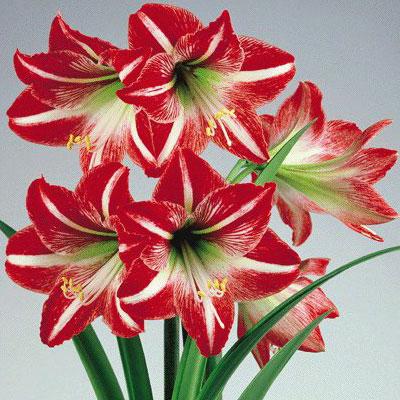 Amaryllis cvijet