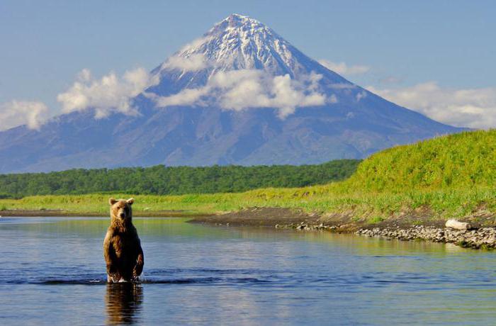 flora e fauna della Kamchatka