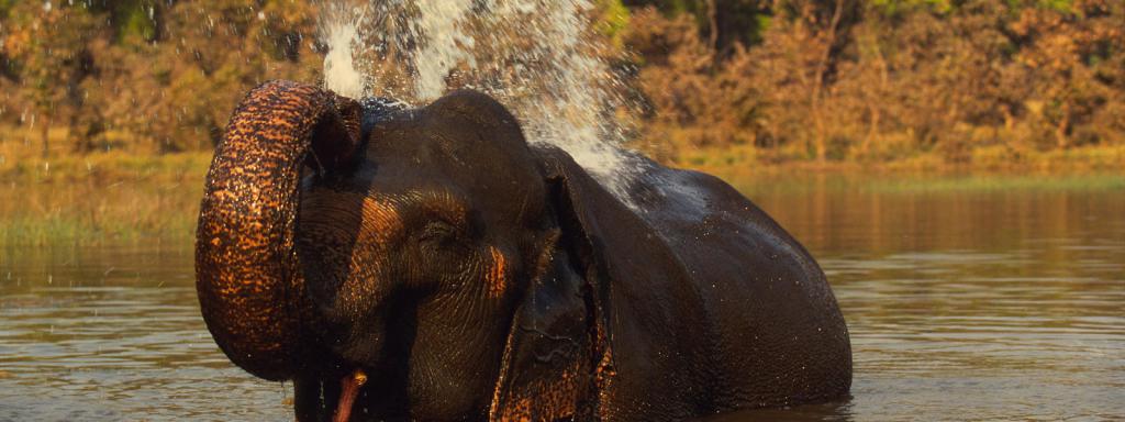 Африка на слона Индия