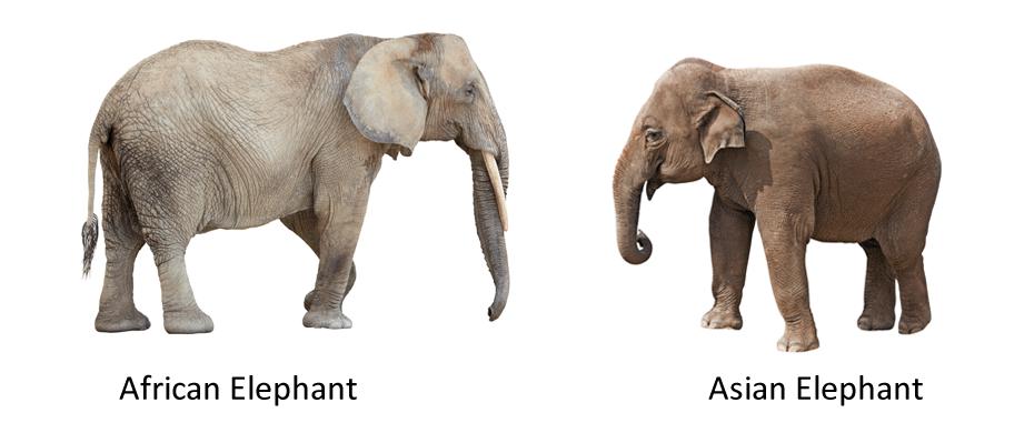 Gatunki słoni afrykańskich