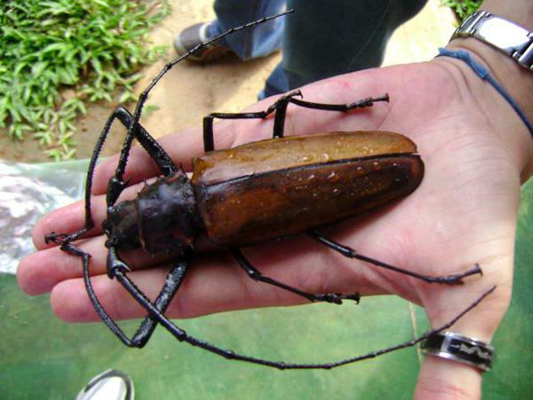 голям бръмбар с дълги мустаци