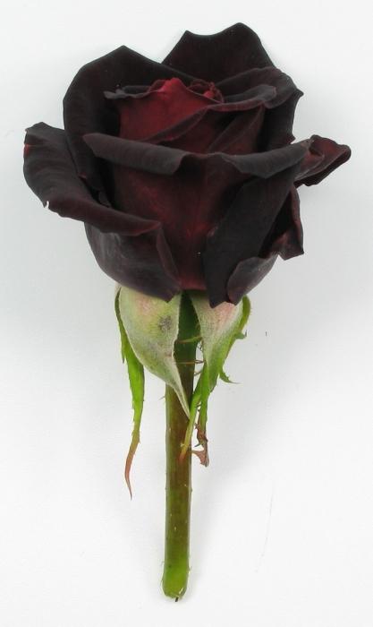 Rose černá
