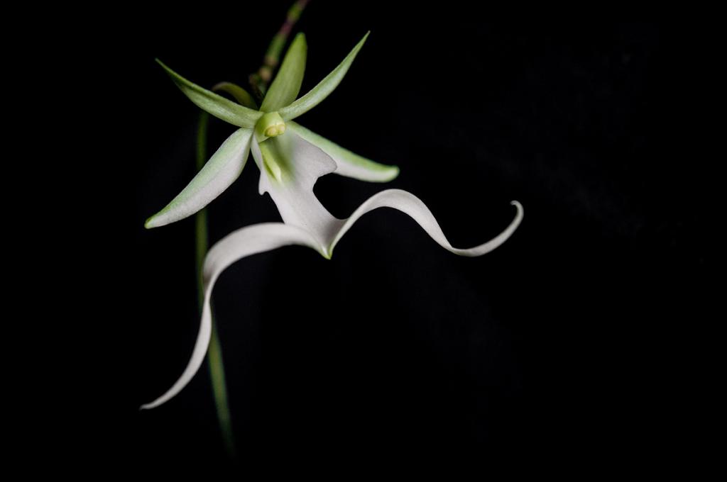 orchidová fotografie