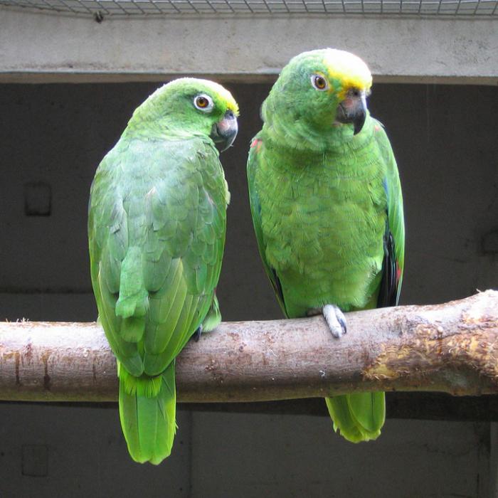 как да се идентифицира папагал