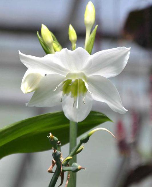 Amazon lily
