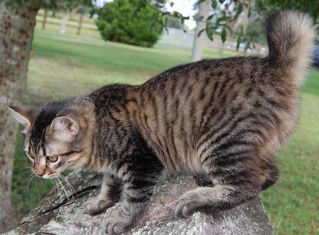ameriški bobtail mačke