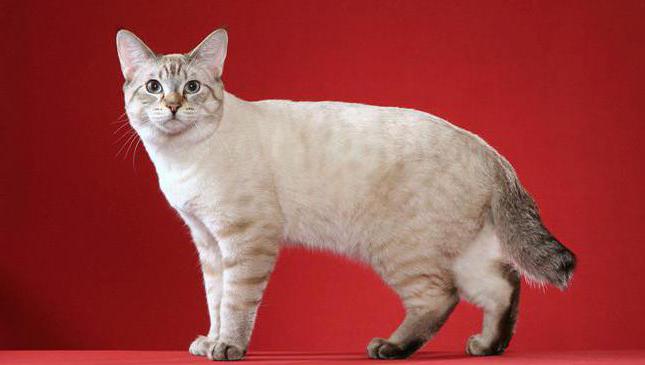 mačka pasma ameriški bobtail