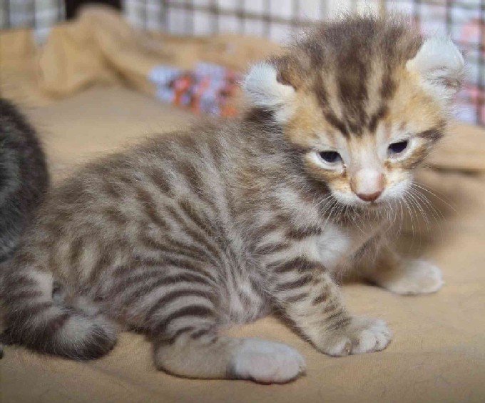 Američki Curl Kitten