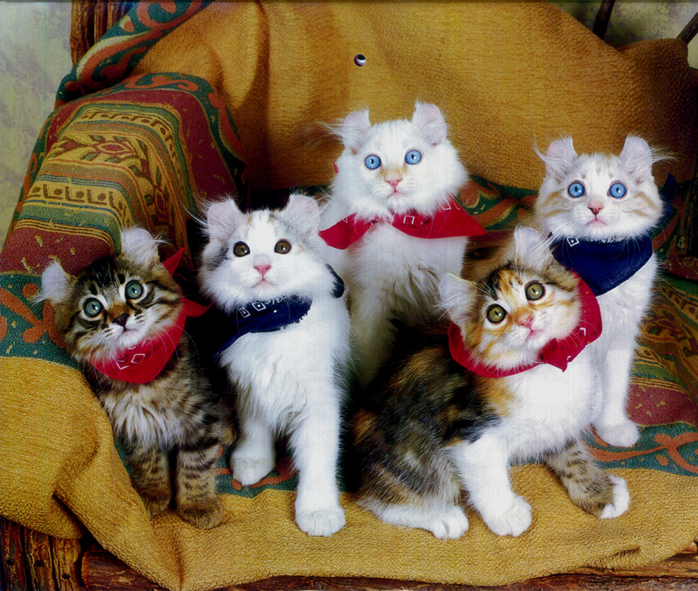 American Curl Kittens