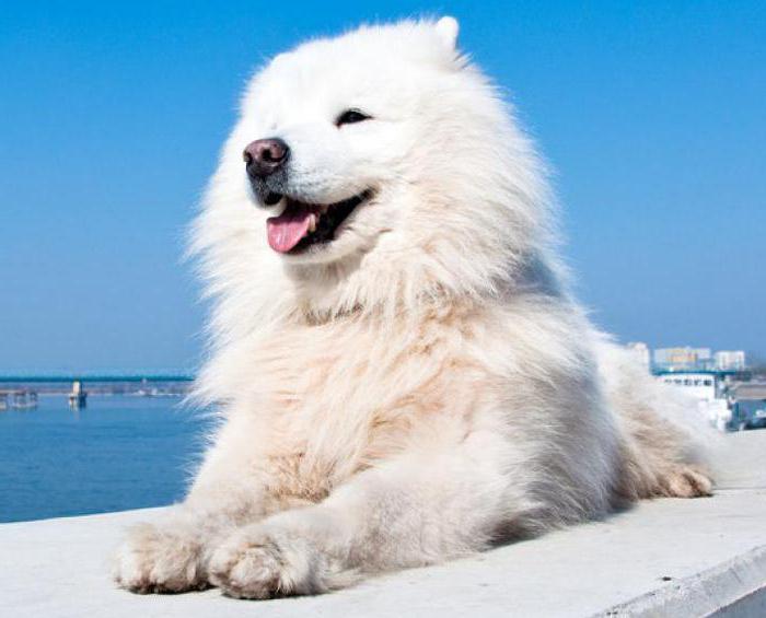 americký eskimo pes